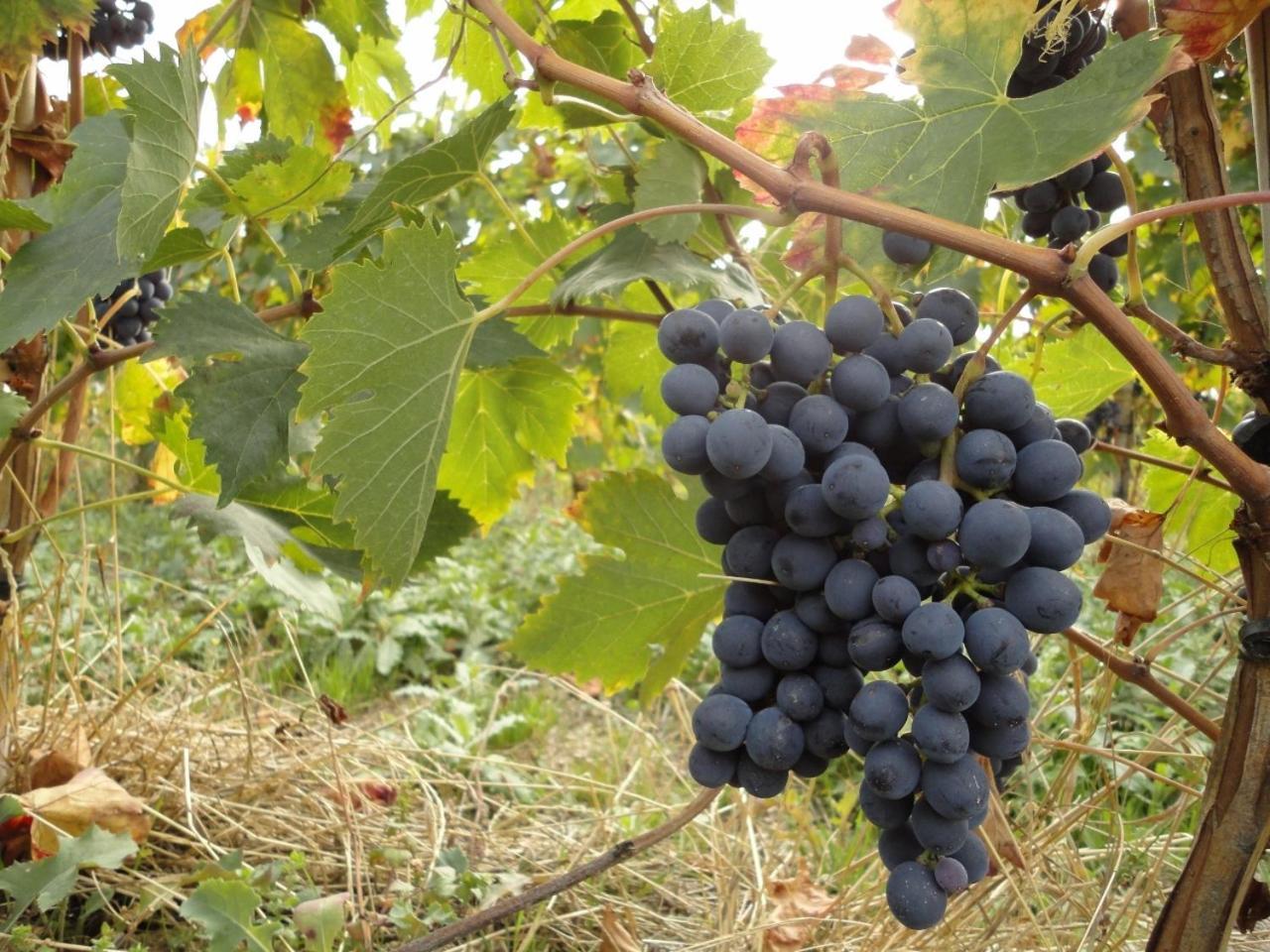 אסיסי Agriturismo Le Case מראה חיצוני תמונה