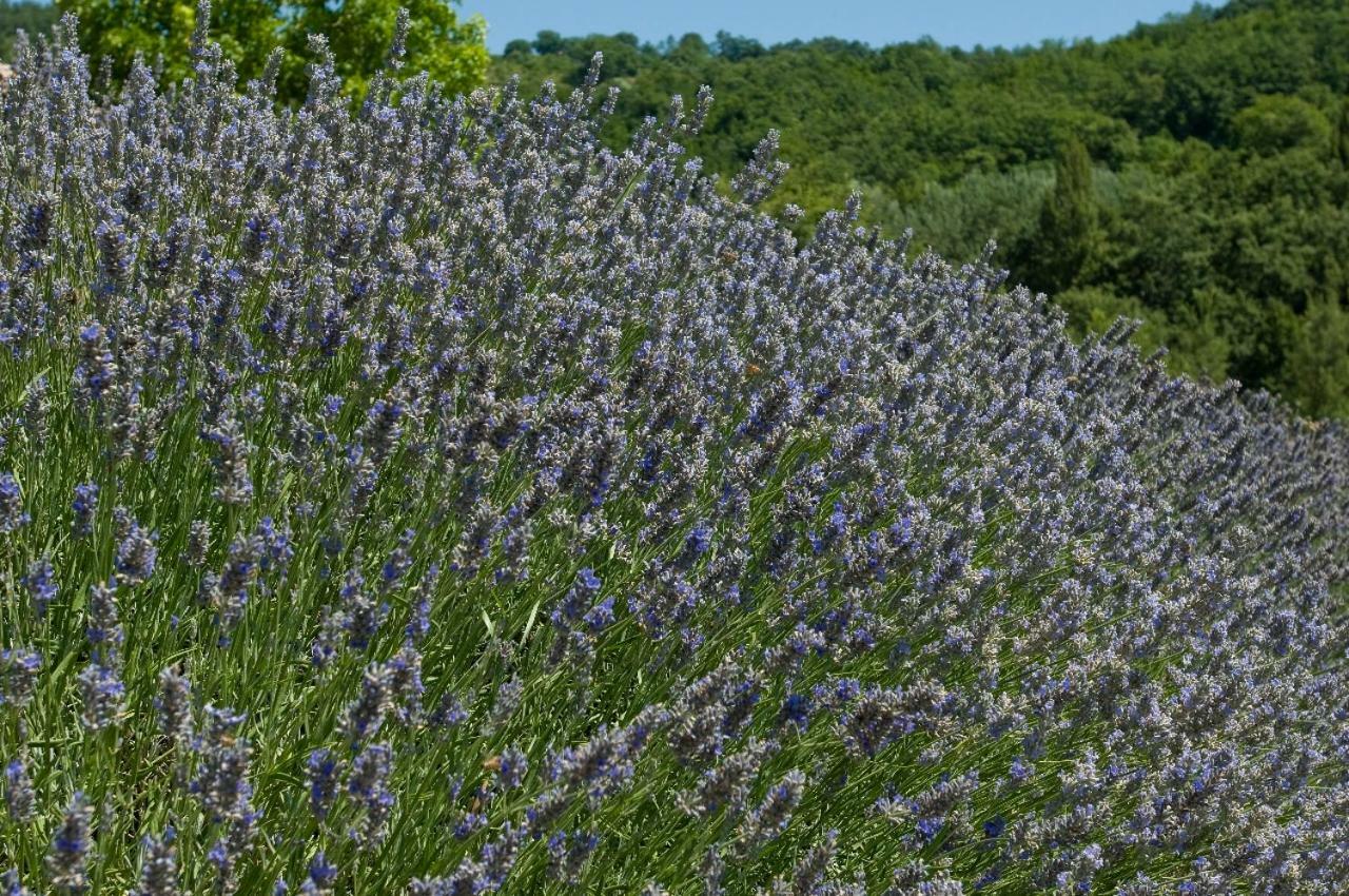 אסיסי Agriturismo Le Case מראה חיצוני תמונה